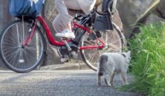 晴れの日の電動自転車と猫